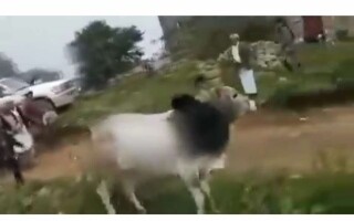 Атака быка на йеменской свадьбе