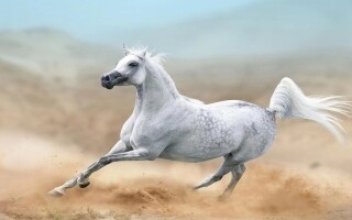 Новое исследование раскрывает инсайты в историю одомашнивания лошадей