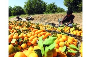 Marib's Orange Orchards Shine Amidst Adversity