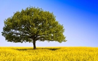 Директор школы убивает и заместителя директора и его сына в Йемене