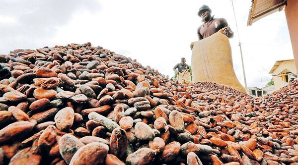 Цены на какао достигли рекордных уровней, потребители и производители шоколада обеспокоены